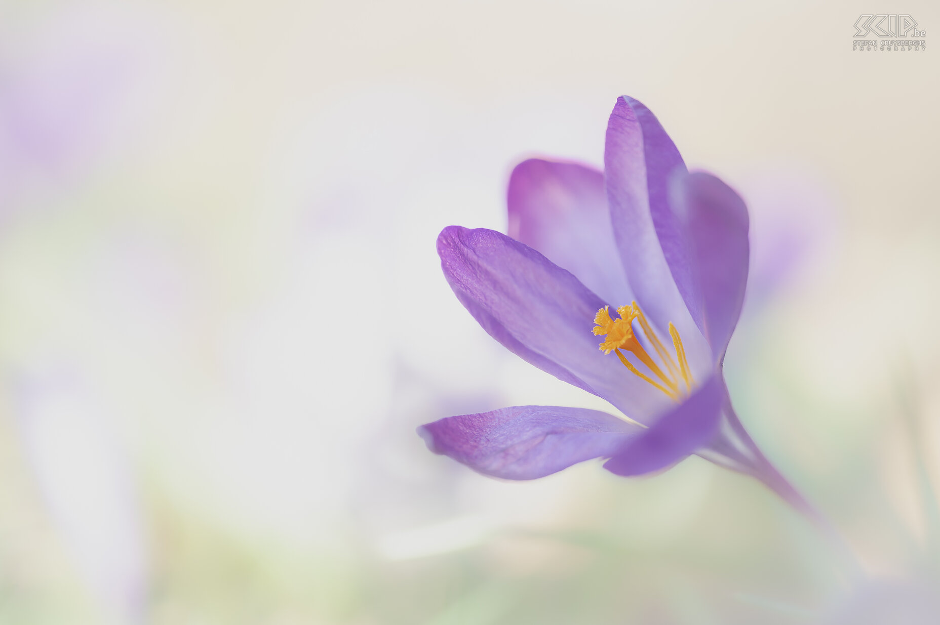 Crocuses Spring is finally here. The first crocuses appear in our garden in Scherpenheuvel... Stefan Cruysberghs